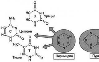 Почему молекулы нуклеиновых кислот называют полимерными